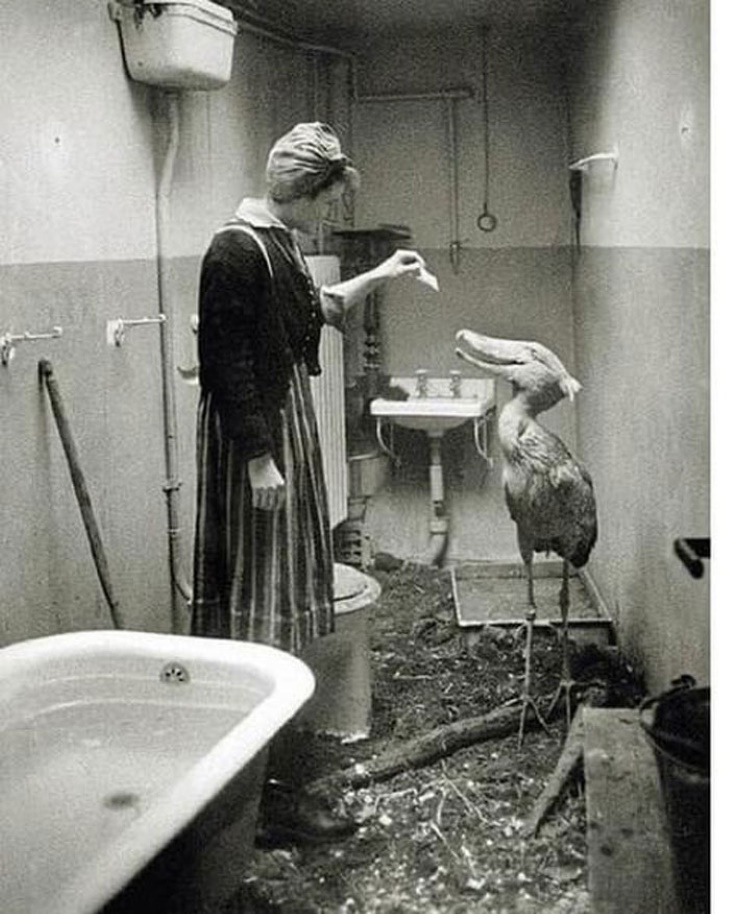 Vintage Photos shoebill housed in a zoo keeper's house in Berlin in 1945.