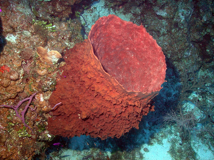 oldest organisms - Giant barrel sponge