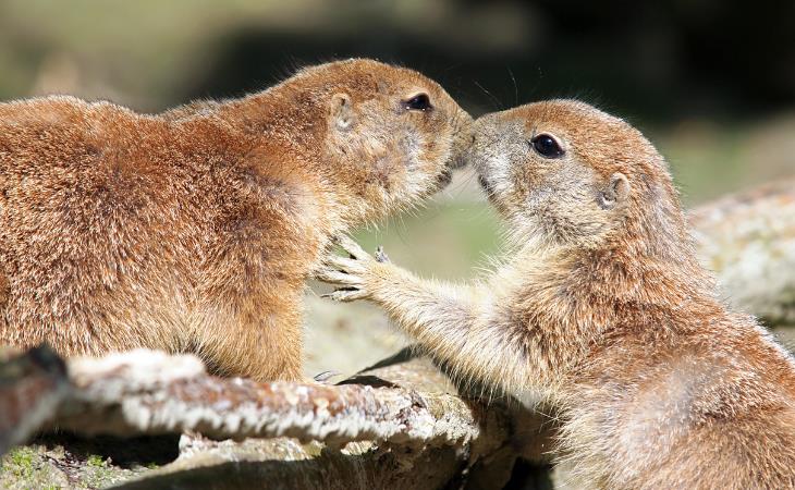 Happy Animal Facts, Prairie dogs