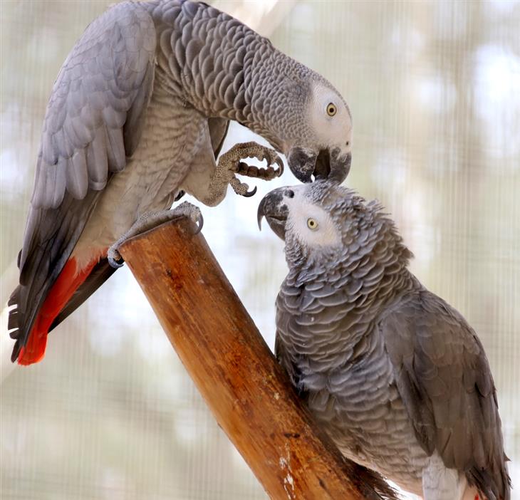 Happy Animal Facts, Parrots 