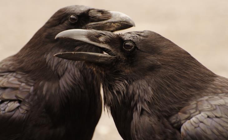Happy Animal Facts, Crows 