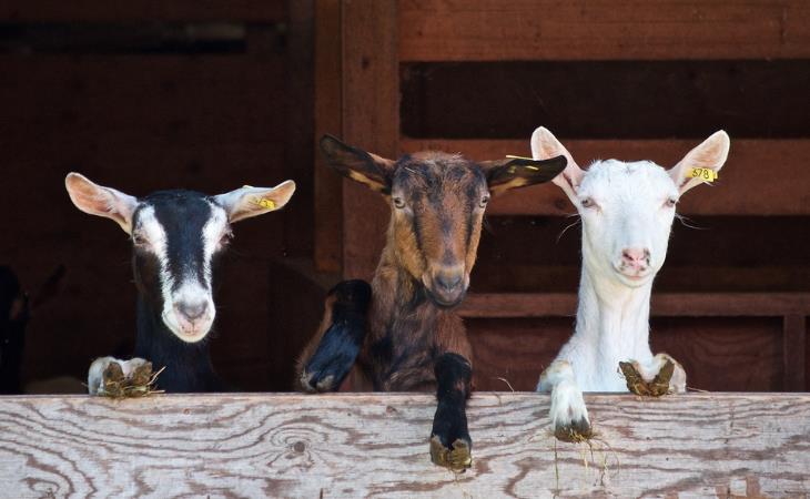 Happy Animal Facts, Goats