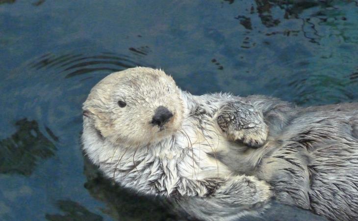 Happy Animal Facts, Otters 