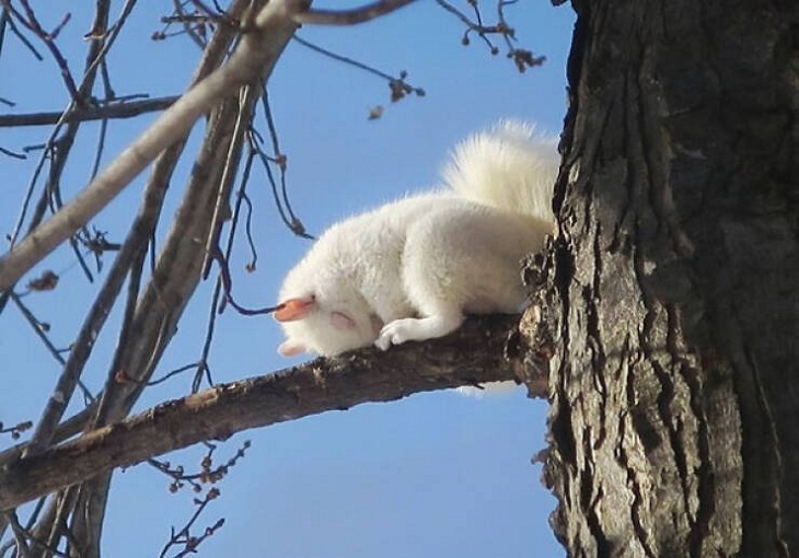 Adorable Squirrels, Nap 