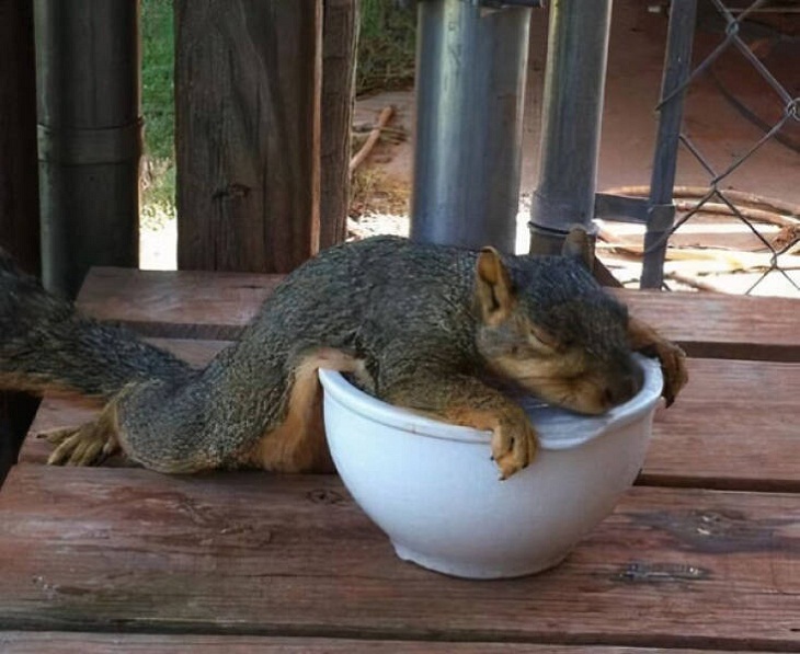 Adorable Squirrels, rest