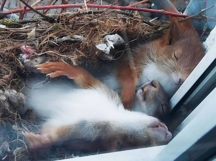 Adorable Squirrels, sleeping