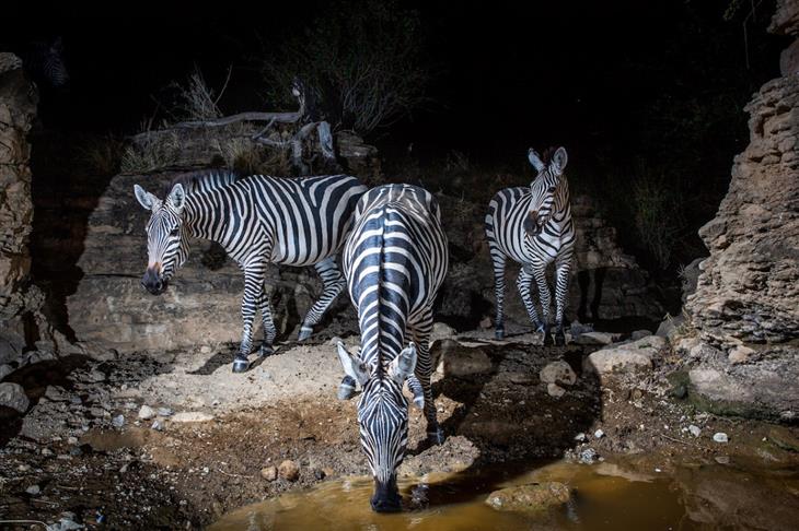 Will Burrard-Lucas Shomphole Wilderness Camp Project zebras