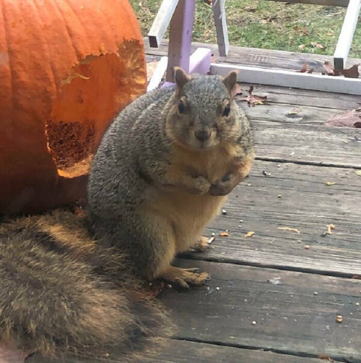 Adorable Squirrels, pumpkin
