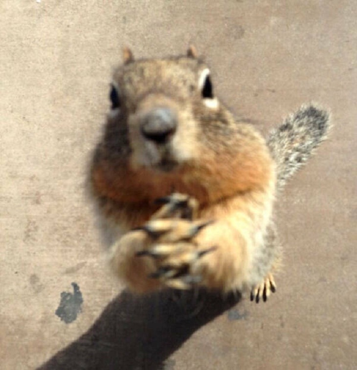 Adorable Squirrels, hungry