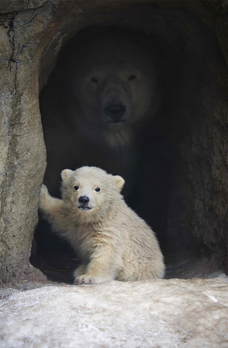 Cute Wild Animals polar bear cub and mother