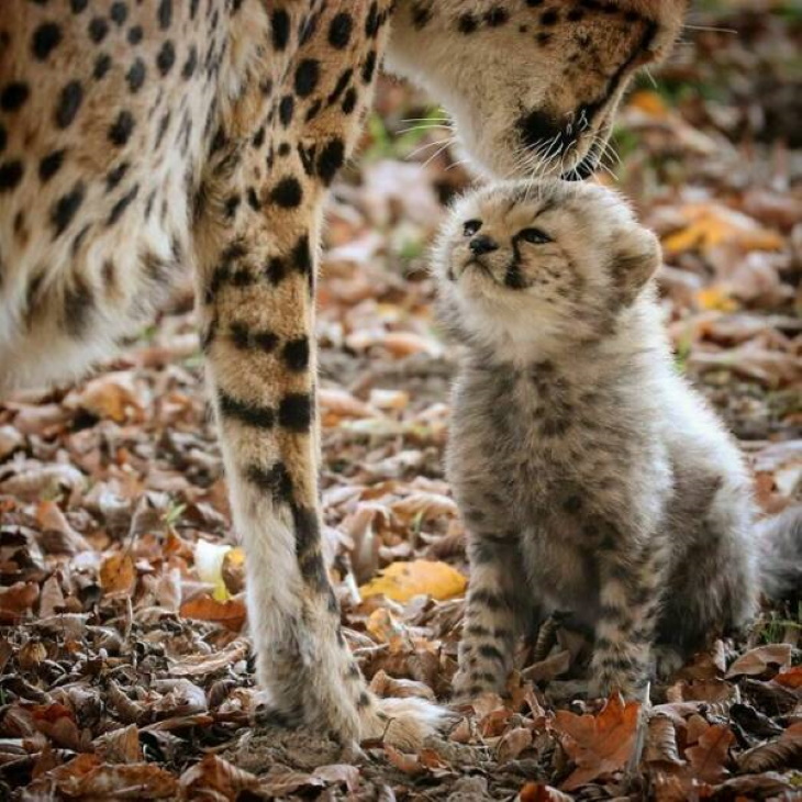Cute Wild Animals baby cheetah 