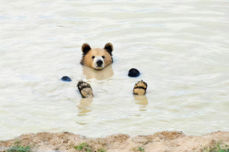 Cute Wild Animals swimming bear