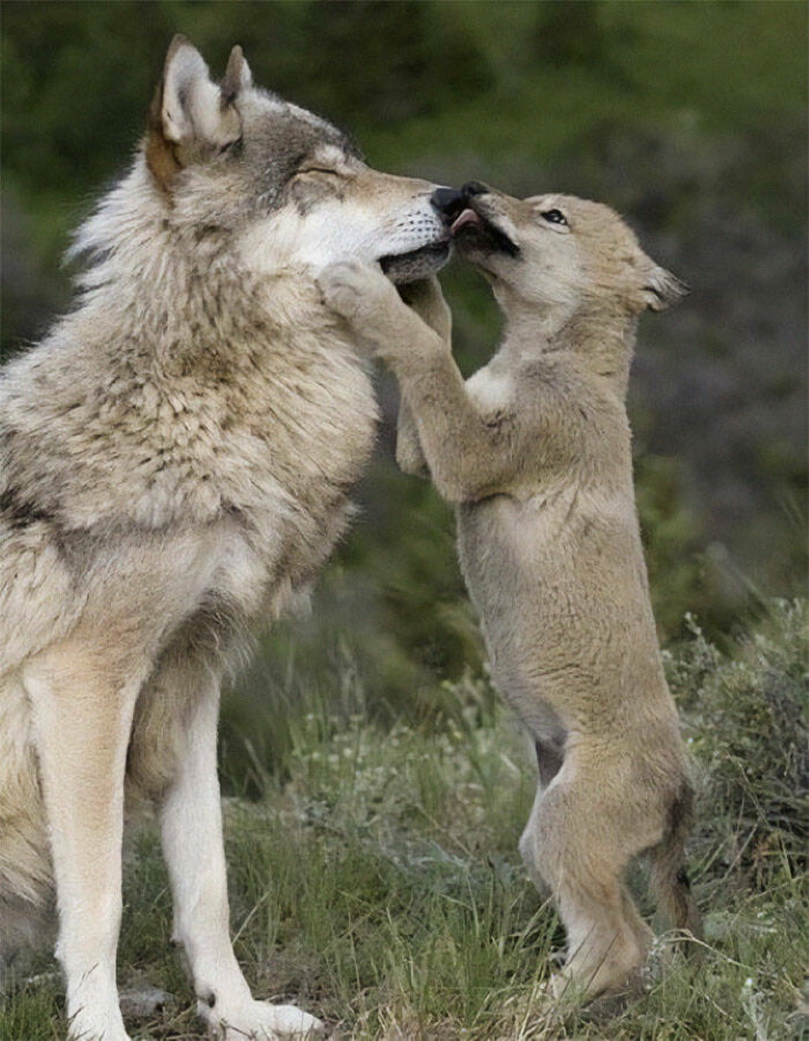 Cute Wild Animals baby wolf and mom