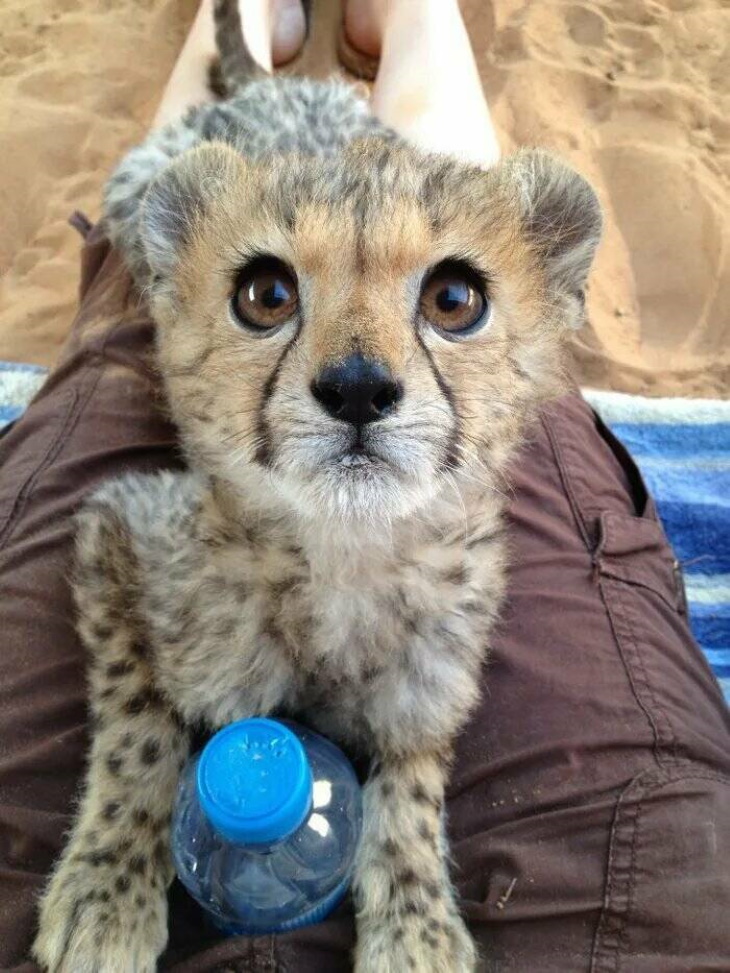 Cute Wild Animals baby cheetah