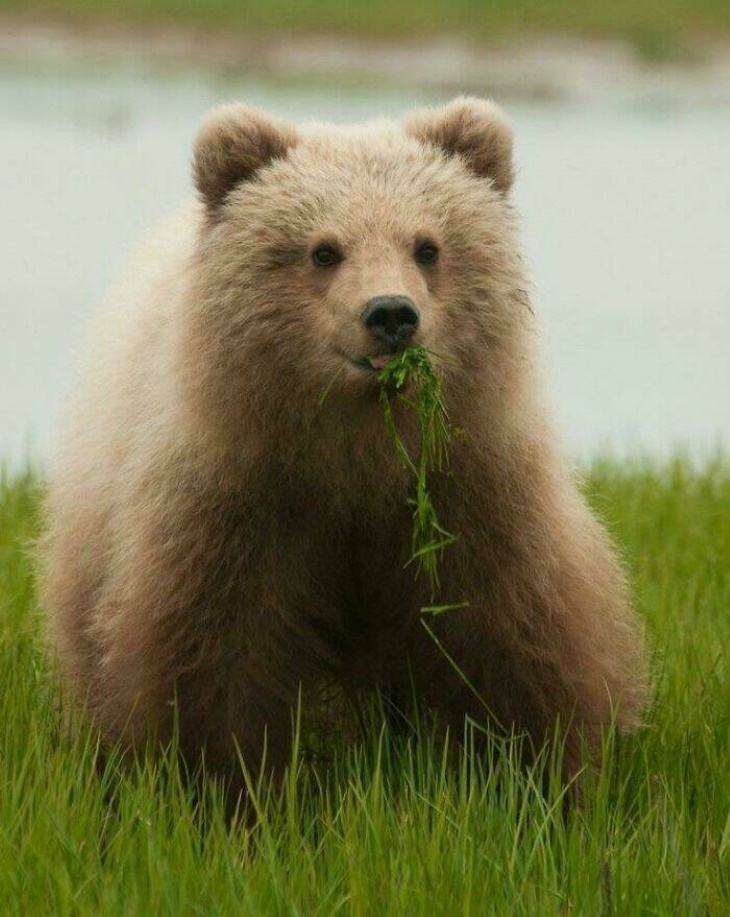 Cute Wild Animals bear
