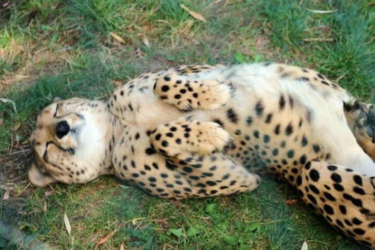 Cute Wild Animals sleeping cheetah