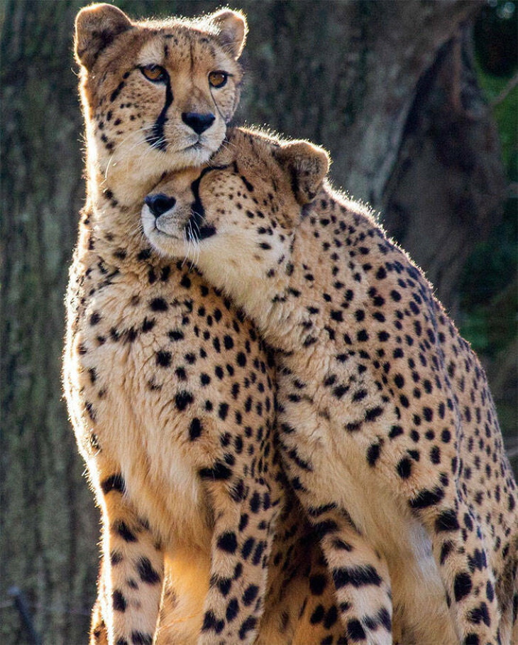 Cute Wild Animals cheetahs cuddling