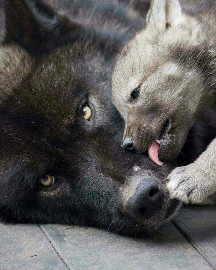 Cute Wild Animals wolf cub and adult black wolf