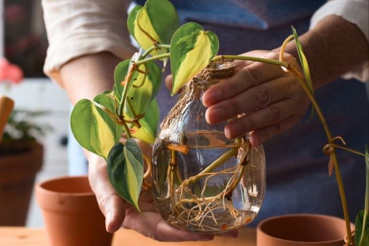 Houseplant Care Guide