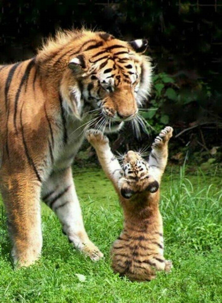 Cute Wild Animals tigers playing
