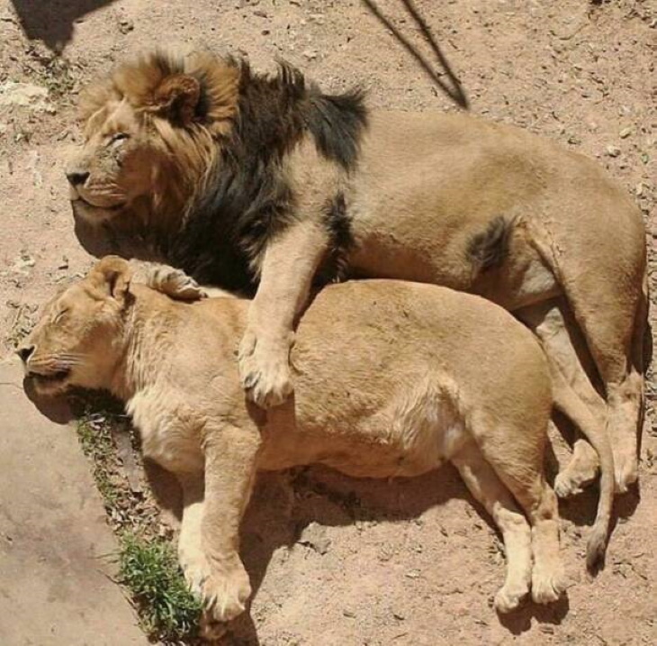 Cute Wild Animals lions sleeping