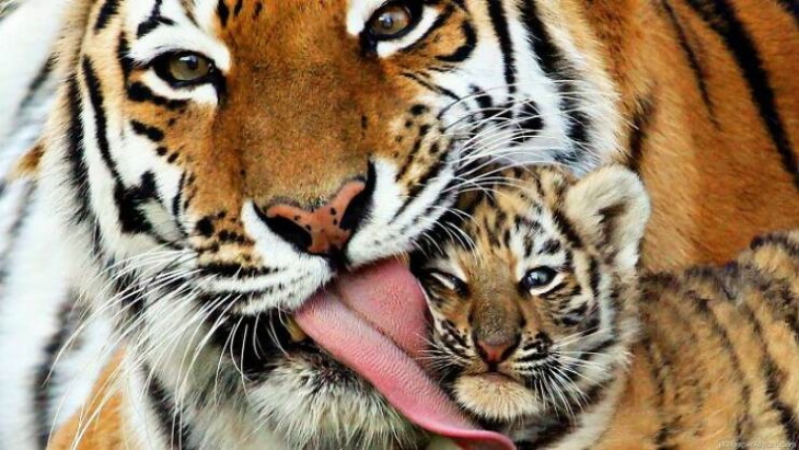 Cute Wild Animals baby and mom tiger