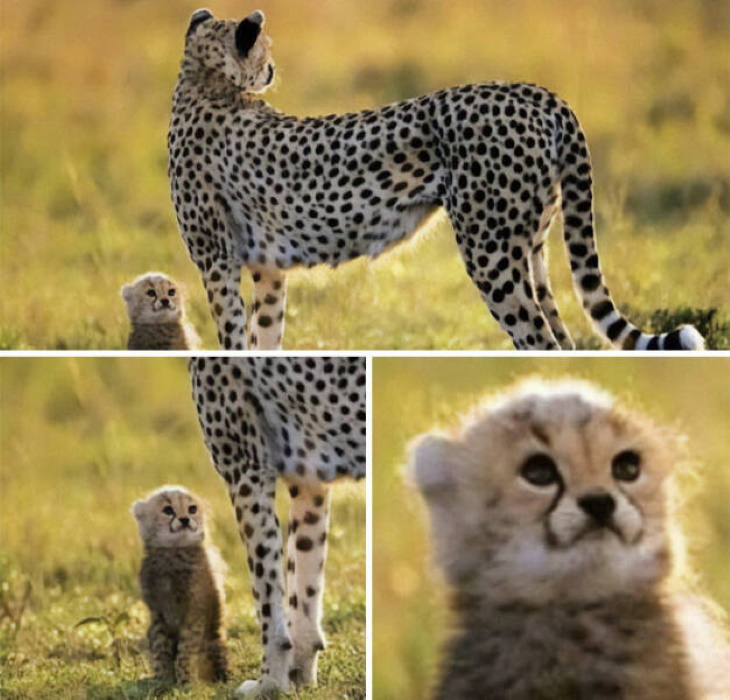 Cute Wild Animals surprised baby cheetah and adult