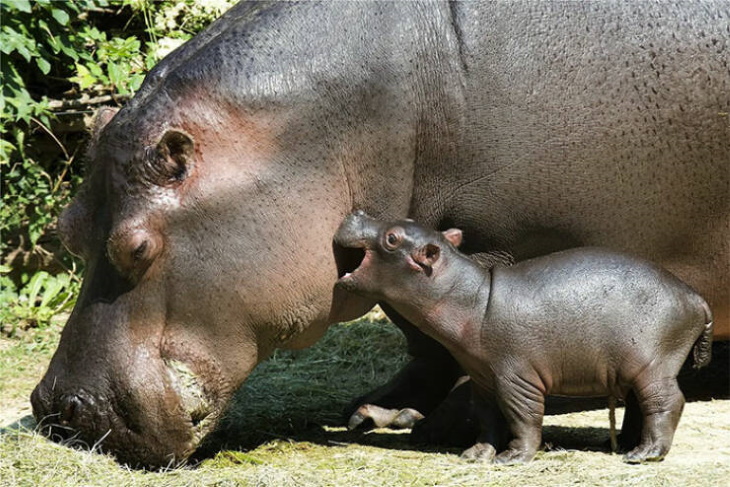 Cute Wild Animals hippos