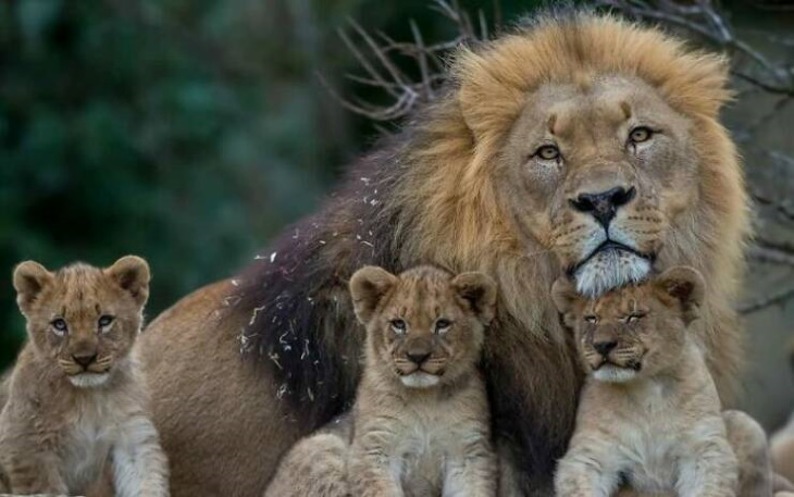 Cute Wild Animals lion and cubs