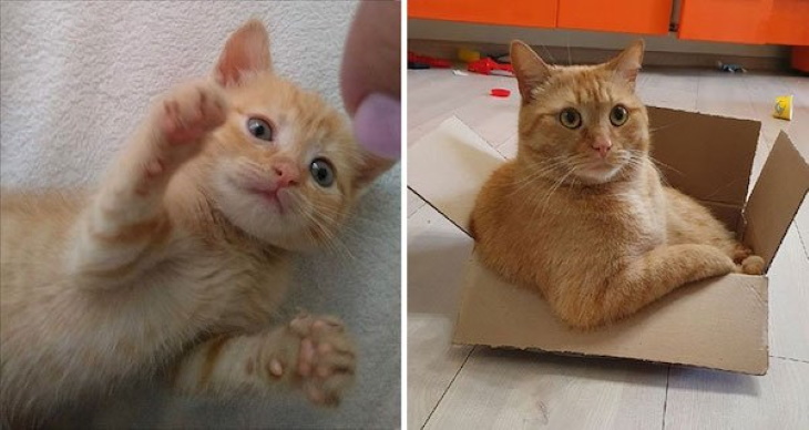 Kittens Becoming Adult Cats ginger cat