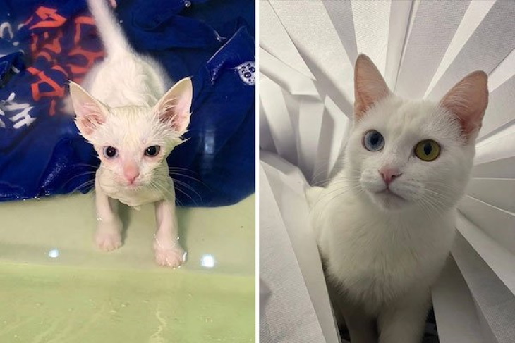 Kittens Becoming Adult Cats heterochromia white cat