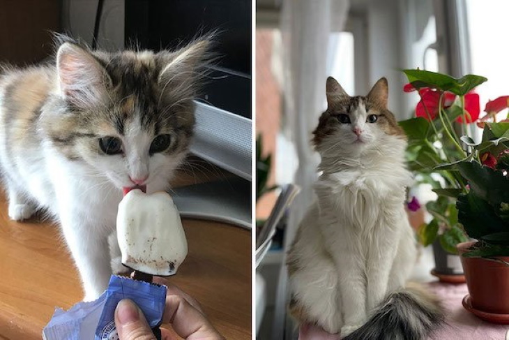 Kittens Becoming Adult Cats kitten and ice cream