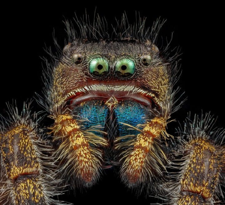 Nikon Small World Photomicrography Contest, Bold jumping spider