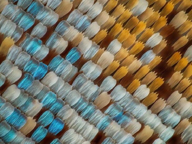 Nikon Small World Photomicrography Contest, Butterfly scales
