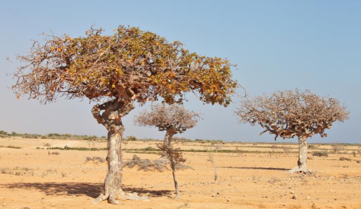 Beneficios Saludables De La Mirra, árbol del olíbano