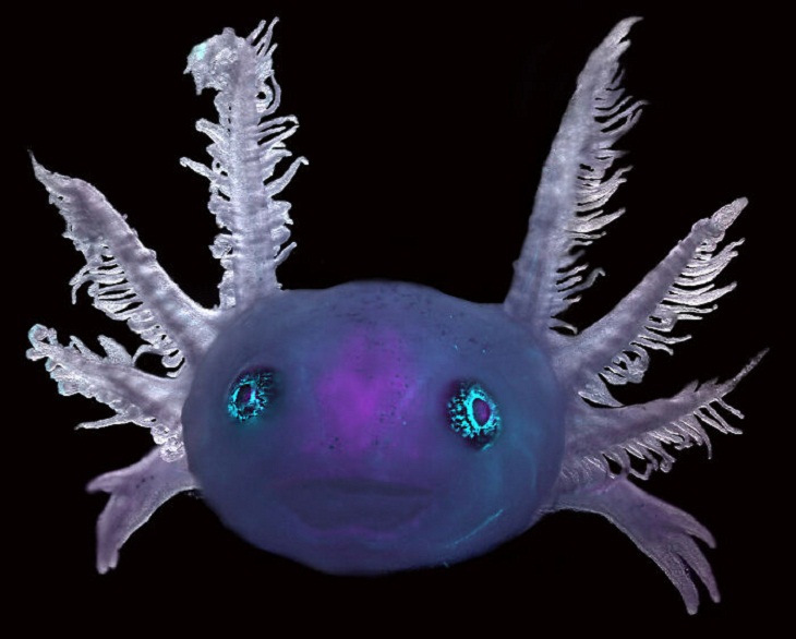 Nikon Small World Photomicrography Contest, axolotl 