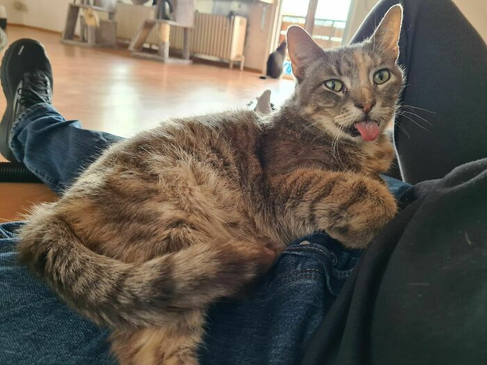 October's rescues - sticking tongue 