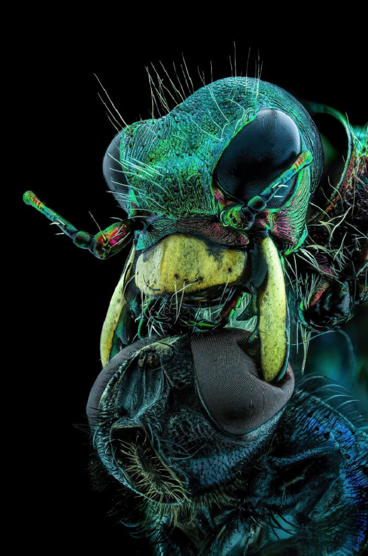 Nikon Small World Photomicrography Contest, fly and tiger beetle