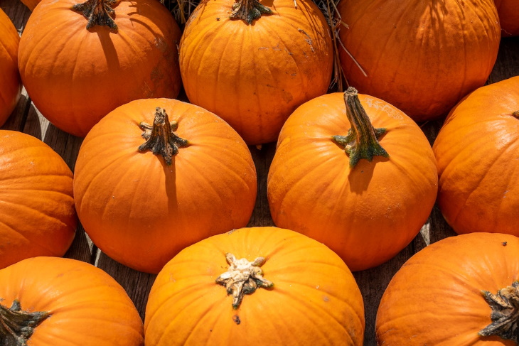 How to Make Carved Pumpkins Last Longer many pumpkins