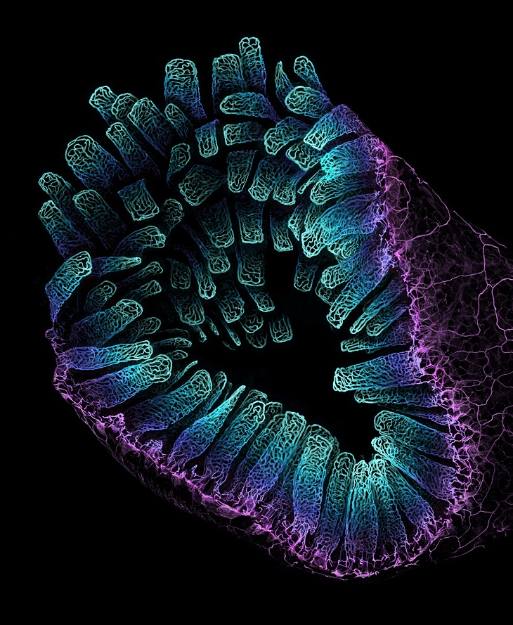 Nikon Small World Photomicrography Contest, Blood vessel networks