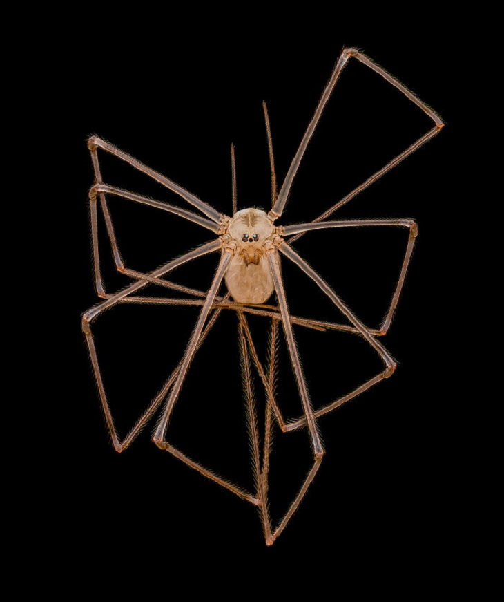 Nikon Small World Photomicrography Contest, daddy long-legs spider 