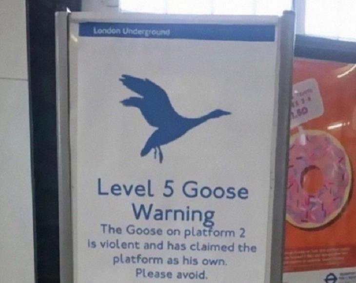 FUNNIEST Disclaimers, goose 