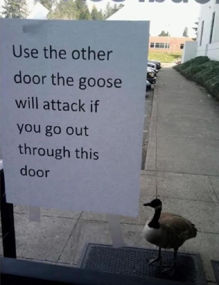 FUNNIEST Disclaimers, goose