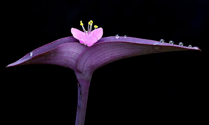 2022 Nature Conservancy Photo Contest, purple heart flower