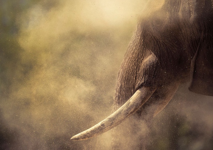 2022 Nature Conservancy Photo Contest, elephant