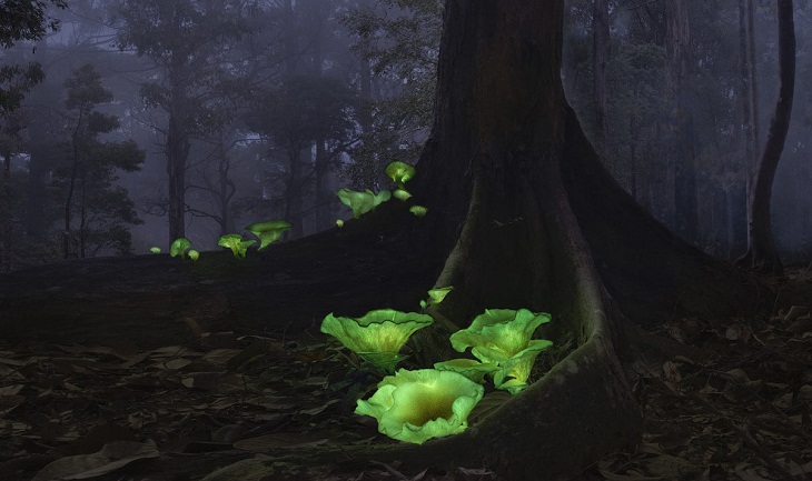 2022 Nature Conservancy Photo Contest, Ghost Mushrooms
