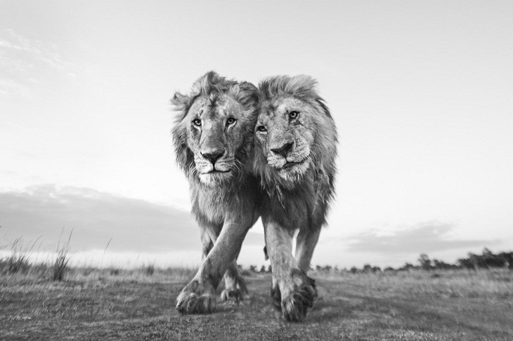 2022 Nature Conservancy Photo Contest, lions