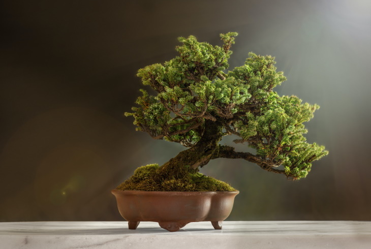 The Priciest Plants Pine Bonsai