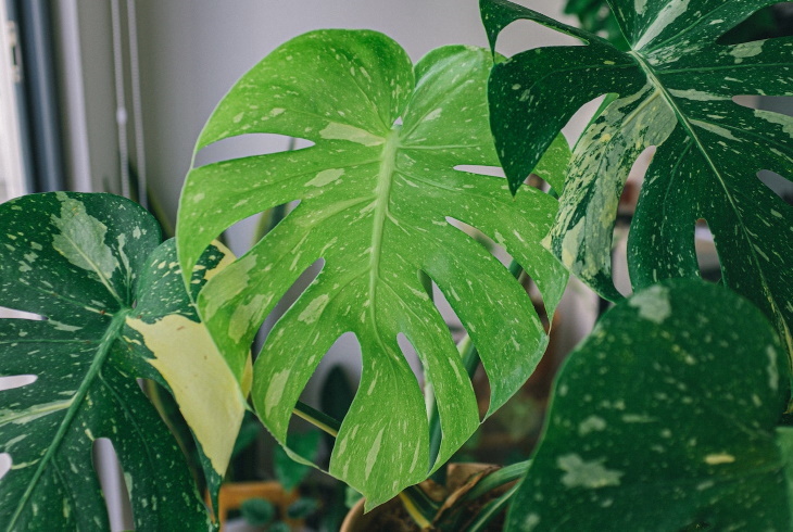 The Priciest Plants Variegated Monstera (Monstera deliciosa)
