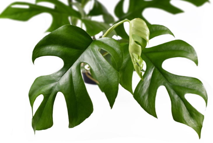 The Priciest Plants Variegate Mini Monstera (Rhaphidophora tetrasperma) $700-8,150